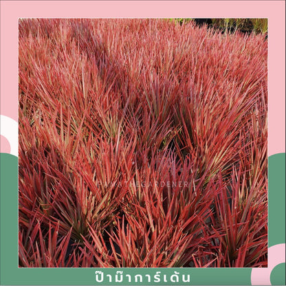 ต้นเข็มสามสี 3 ต้น