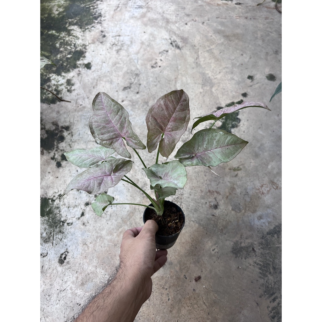 ออมชมพู ใบด่าง Pink Spot syngonium  กระถาง 5 นิ้ว คัดลาย