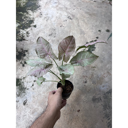 ออมชมพู ใบด่าง Pink Spot syngonium  กระถาง 5 นิ้ว คัดลาย