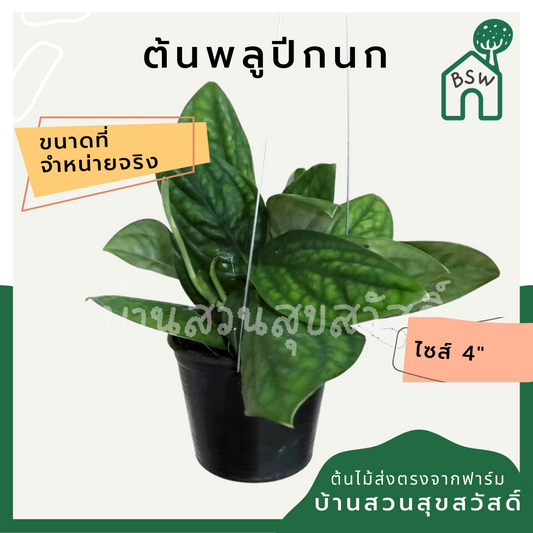 พลูปีกนก (Syngonium 'Butterfly Wing') ไม้ใบสวยในกระถางพร้อมตั้ง