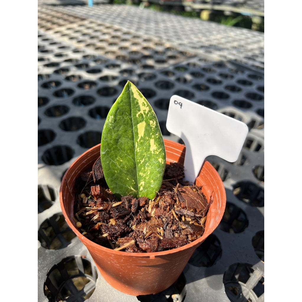 กระถางดำ 4 นิ้ พร้อม กวักมรกตด่าง ด่างสวย เทพมาก มีตุ่มแล้ว