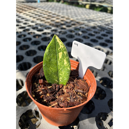 กระถางดำ 4 นิ้ พร้อม กวักมรกตด่าง ด่างสวย เทพมาก มีตุ่มแล้ว