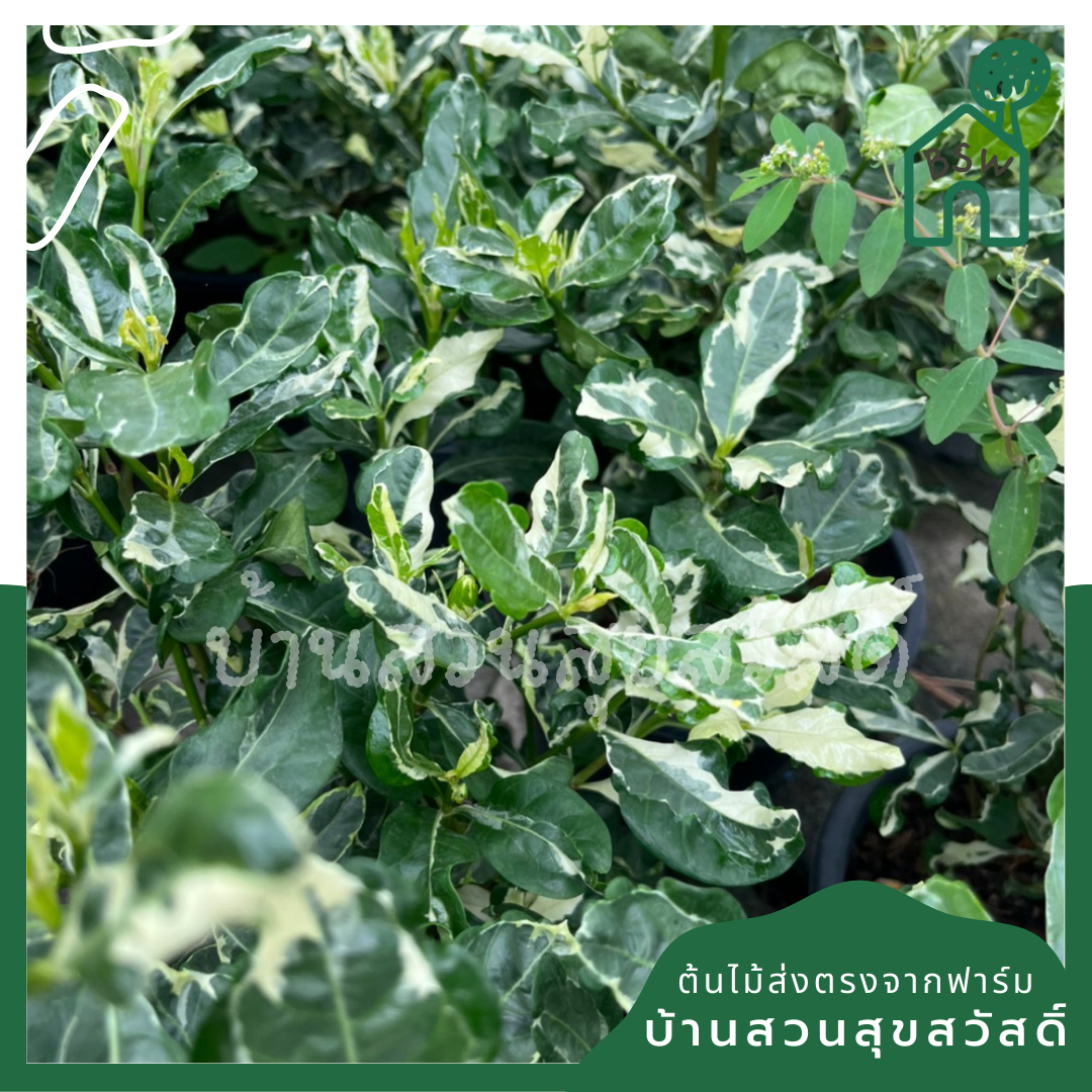 ต้นพุดซ้อนด่าง กระถาง 11 นิ้ว