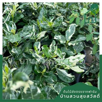 ต้นพุดซ้อนด่าง กระถาง 11 นิ้ว