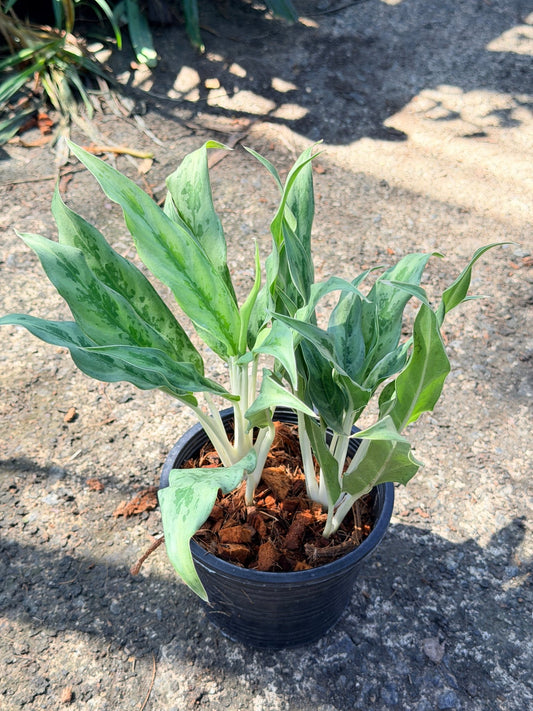 อโกลนีม่า มหาเศรษฐี กระถาง 6 นิ้ว – Aglaonema ‘Mahasethi’ - Pamathegardener