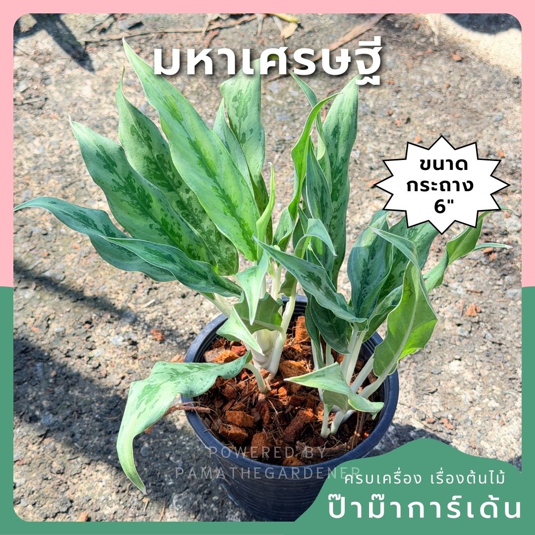 อโกลนีม่า มหาเศรษฐี กระถาง 6 นิ้ว – Aglaonema ‘Mahasethi’ - Pamathegardener