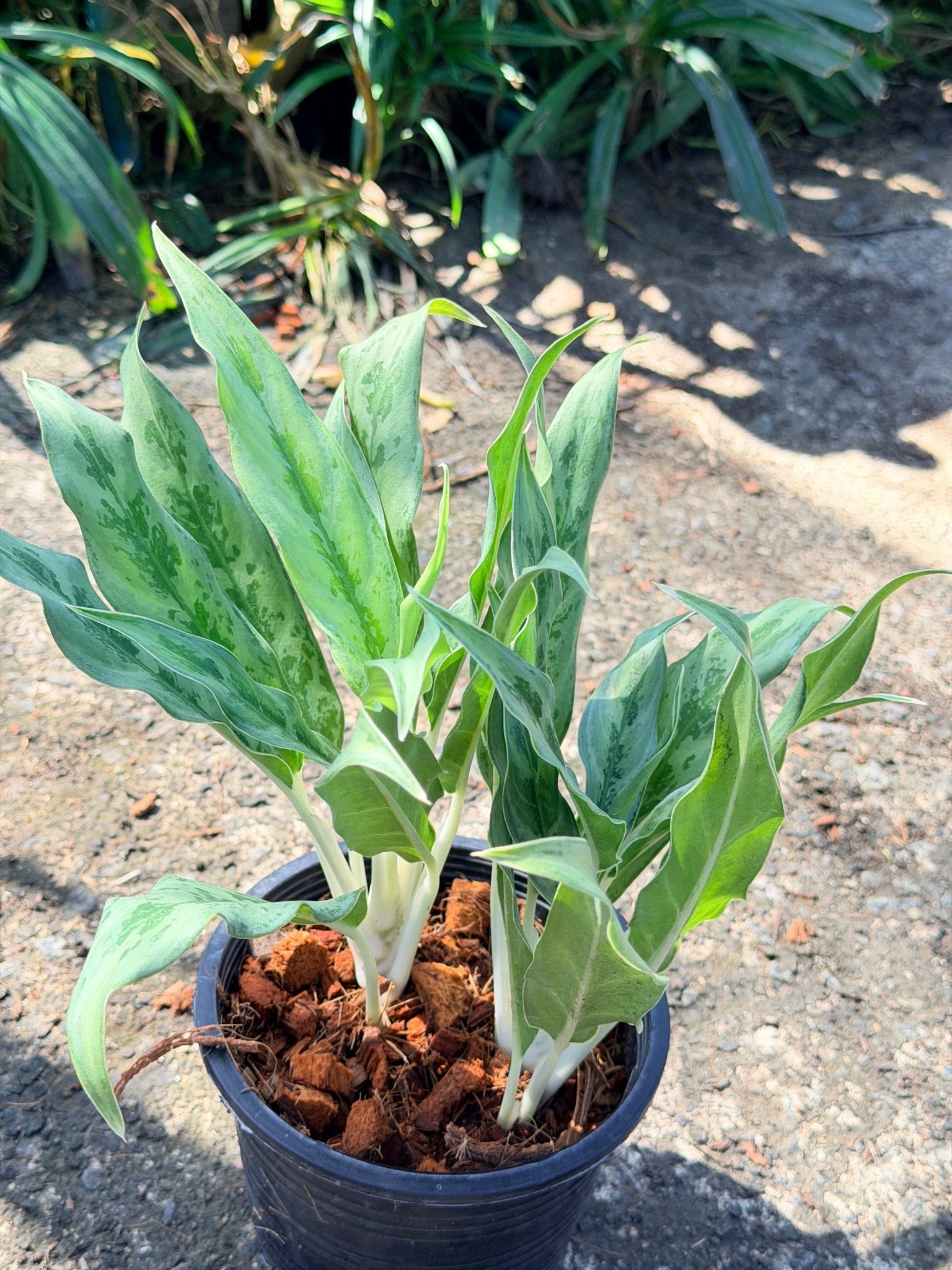 อโกลนีม่า มหาเศรษฐี กระถาง 6 นิ้ว – Aglaonema ‘Mahasethi’ - Pamathegardener
