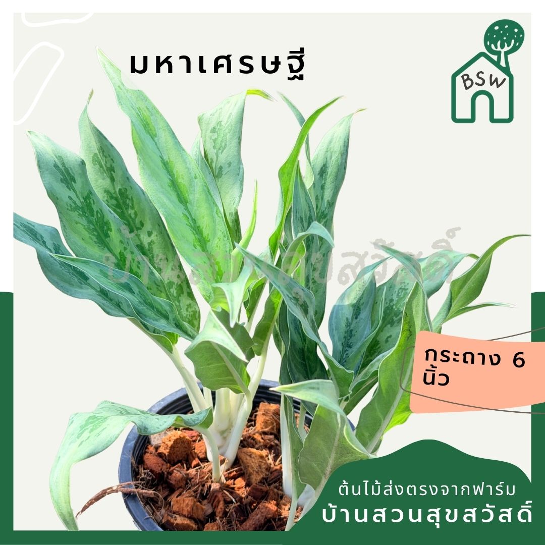 อโกลนีม่า มหาเศรษฐี กระถาง 6 นิ้ว – Aglaonema ‘Mahasethi’ - Pamathegardener