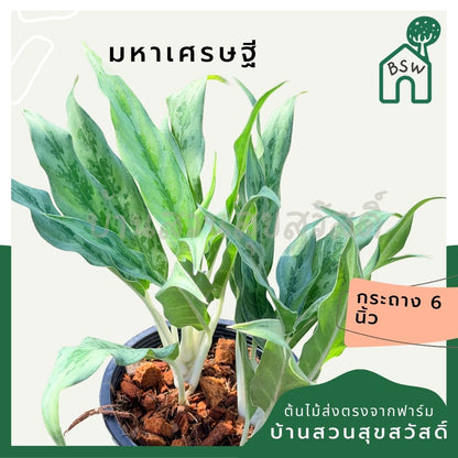 อโกลนีม่า มหาเศรษฐี กระถาง 6 นิ้ว – Aglaonema ‘Mahasethi’ - Pamathegardener