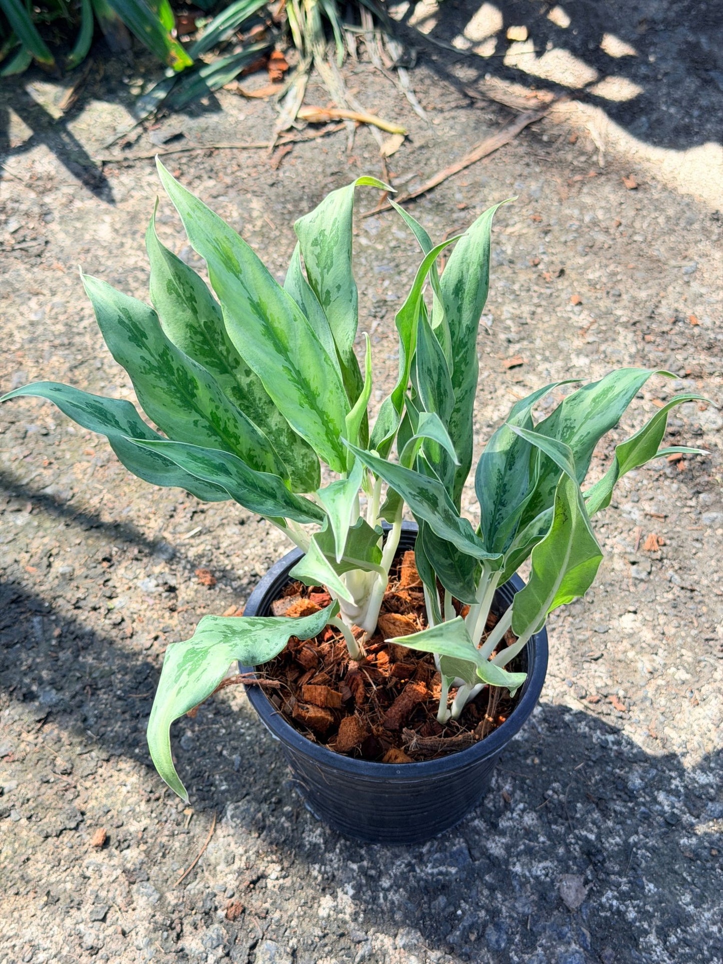 อโกลนีม่า มหาเศรษฐี กระถาง 6 นิ้ว – Aglaonema ‘Mahasethi’ - Pamathegardener