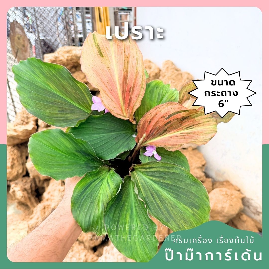 เปราะหอม 6 นิ้ว - Aromatic Ginger - Pamathegardener