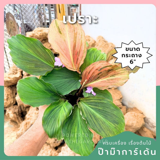 เปราะหอม 6 นิ้ว - Aromatic Ginger - Pamathegardener