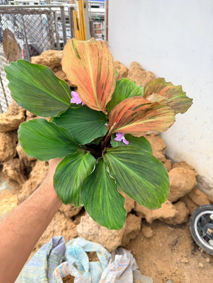 เปราะหอม 6 นิ้ว - Aromatic Ginger - Pamathegardener