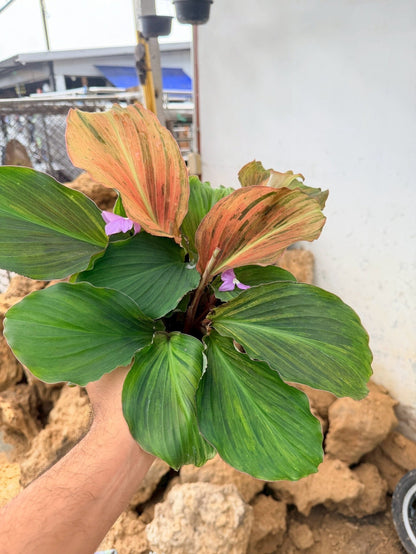 เปราะหอม 6 นิ้ว - Aromatic Ginger - Pamathegardener