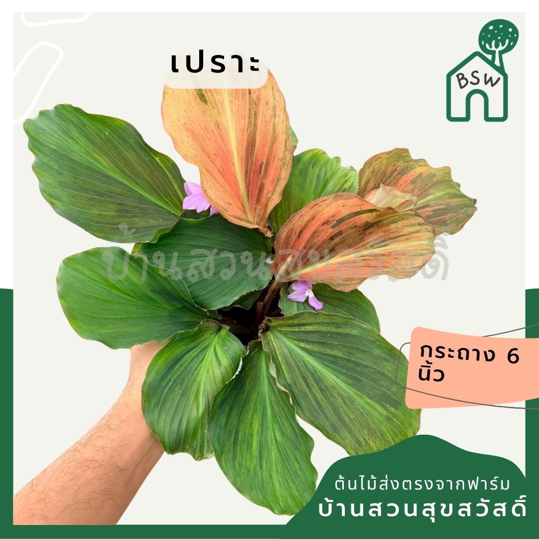 เปราะหอม 6 นิ้ว - Aromatic Ginger - Pamathegardener