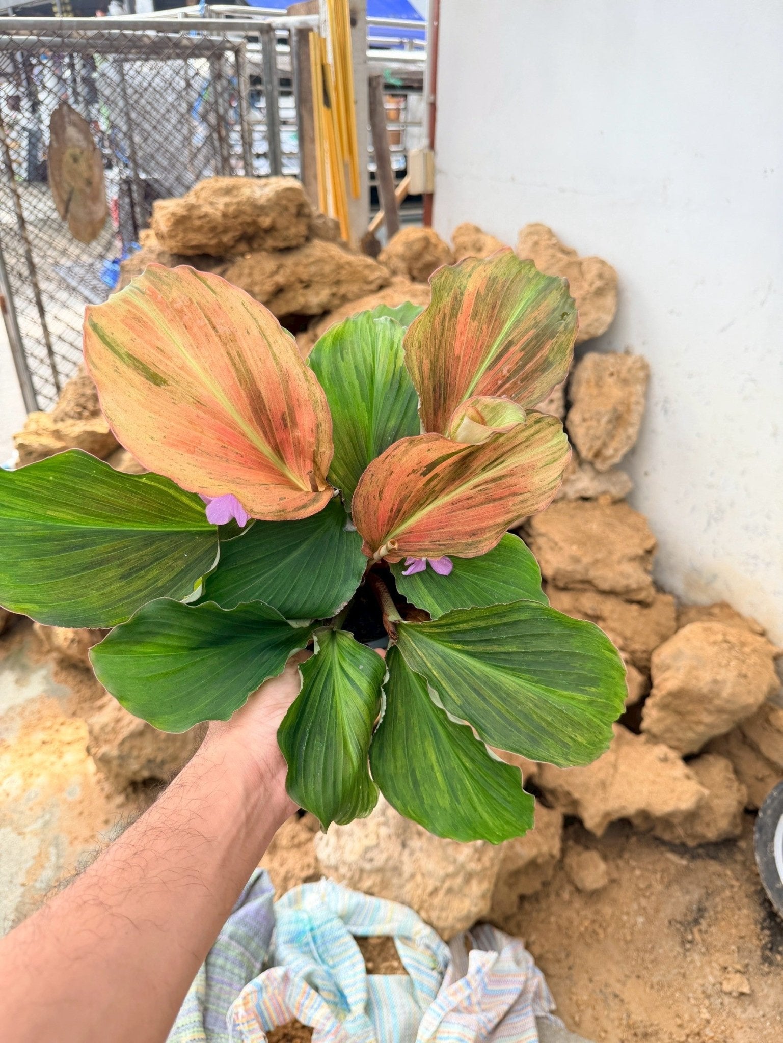 เปราะหอม 6 นิ้ว - Aromatic Ginger - Pamathegardener