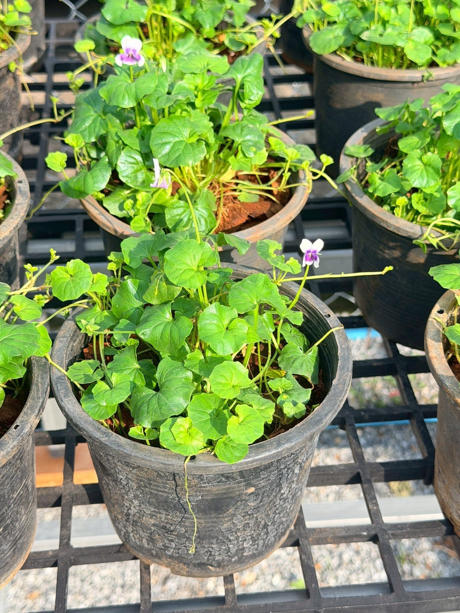 ออสเตรเลี่ยน ไวโอเล็ต 6 นิ้ว (Australian Violet) - Pamathegardener