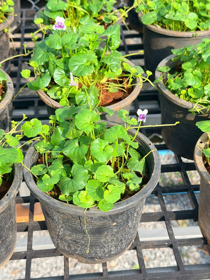 ออสเตรเลี่ยน ไวโอเล็ต 6 นิ้ว (Australian Violet) - Pamathegardener