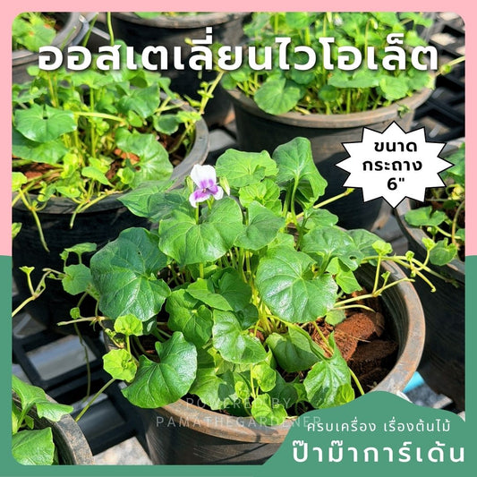 ออสเตรเลี่ยน ไวโอเล็ต 6 นิ้ว (Australian Violet) - Pamathegardener