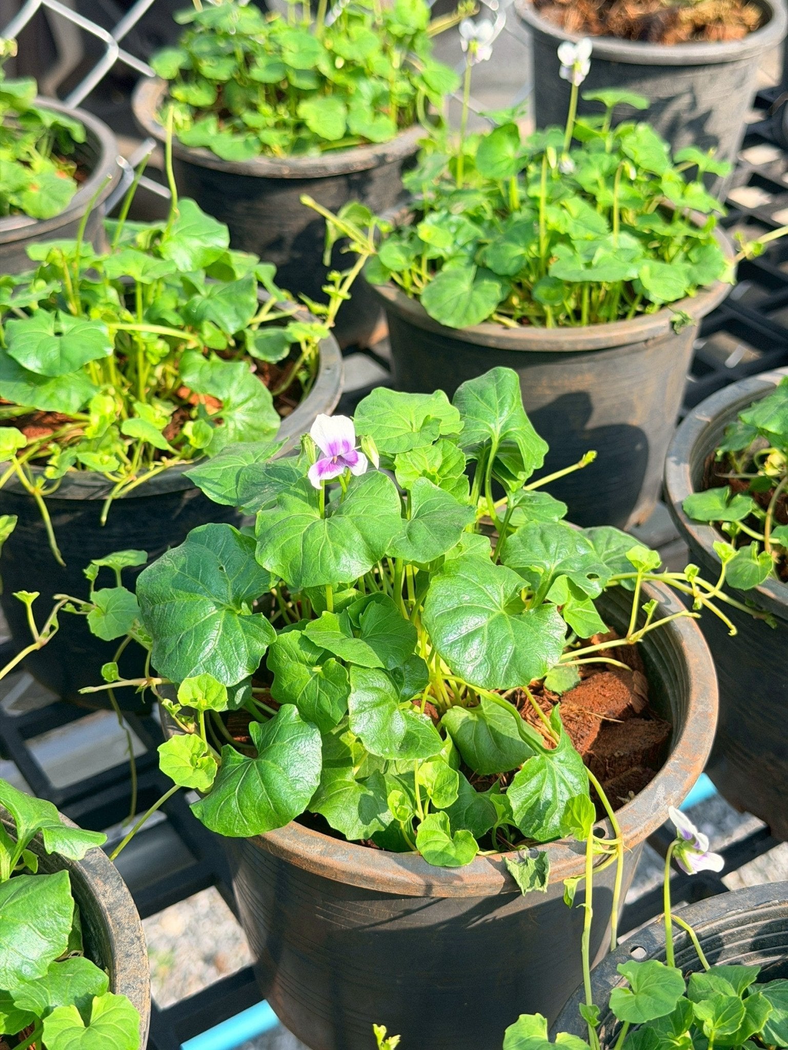 ออสเตรเลี่ยน ไวโอเล็ต 6 นิ้ว (Australian Violet) - Pamathegardener