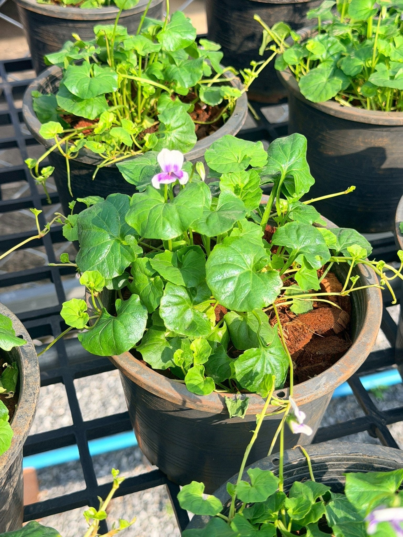 ออสเตรเลี่ยน ไวโอเล็ต 6 นิ้ว (Australian Violet) - Pamathegardener