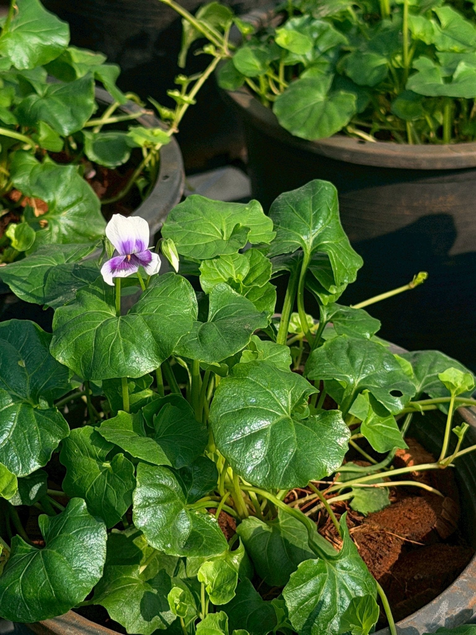 ออสเตรเลี่ยน ไวโอเล็ต 6 นิ้ว (Australian Violet) - Pamathegardener