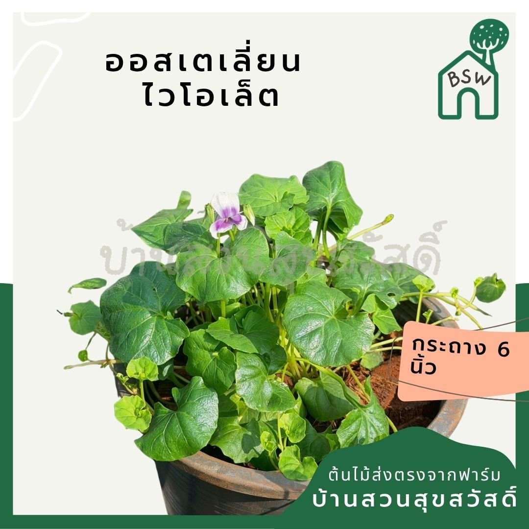 ออสเตรเลี่ยน ไวโอเล็ต 6 นิ้ว (Australian Violet) - Pamathegardener
