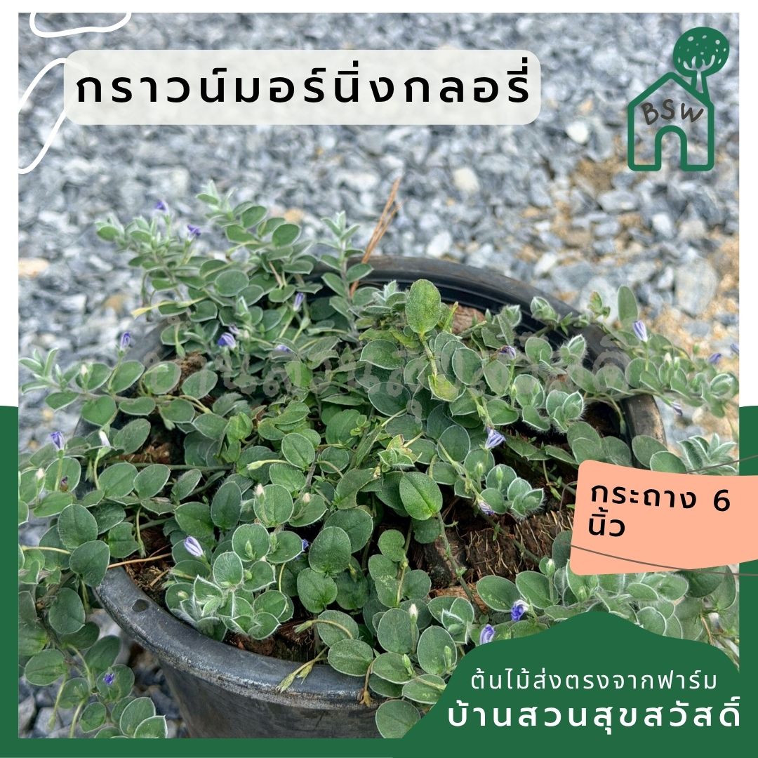 กราวน์มอร์นิ่งกลอรี่ 6 นิ้ว (Ground Morning Glory) - Pamathegardener