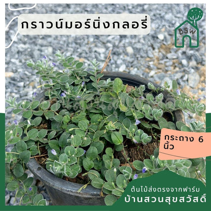กราวน์มอร์นิ่งกลอรี่ 6 นิ้ว (Ground Morning Glory) - Pamathegardener
