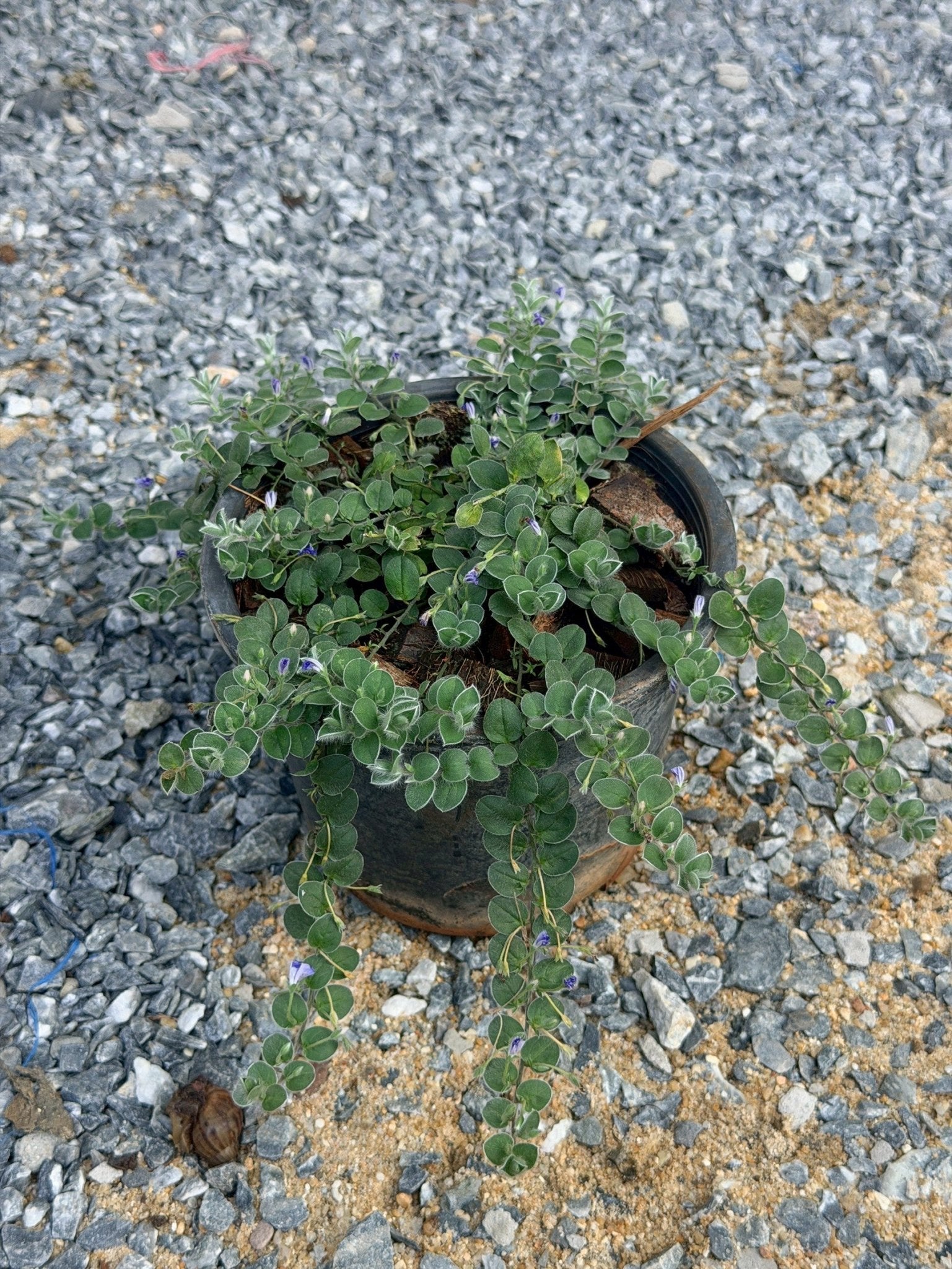 กราวน์มอร์นิ่งกลอรี่ 6 นิ้ว (Ground Morning Glory) - Pamathegardener