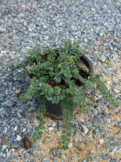 กราวน์มอร์นิ่งกลอรี่ 6 นิ้ว (Ground Morning Glory) - Pamathegardener