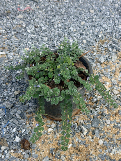 กราวน์มอร์นิ่งกลอรี่ 6 นิ้ว (Ground Morning Glory) - Pamathegardener