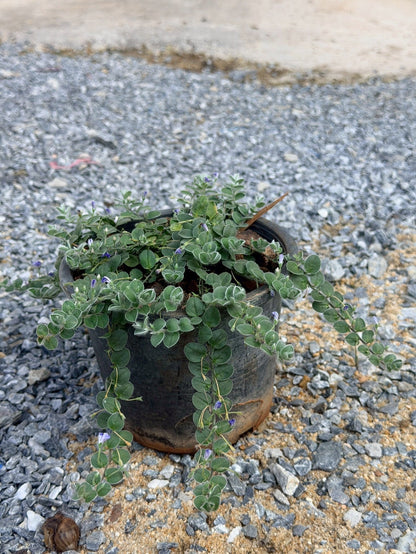 กราวน์มอร์นิ่งกลอรี่ 6 นิ้ว (Ground Morning Glory) - Pamathegardener