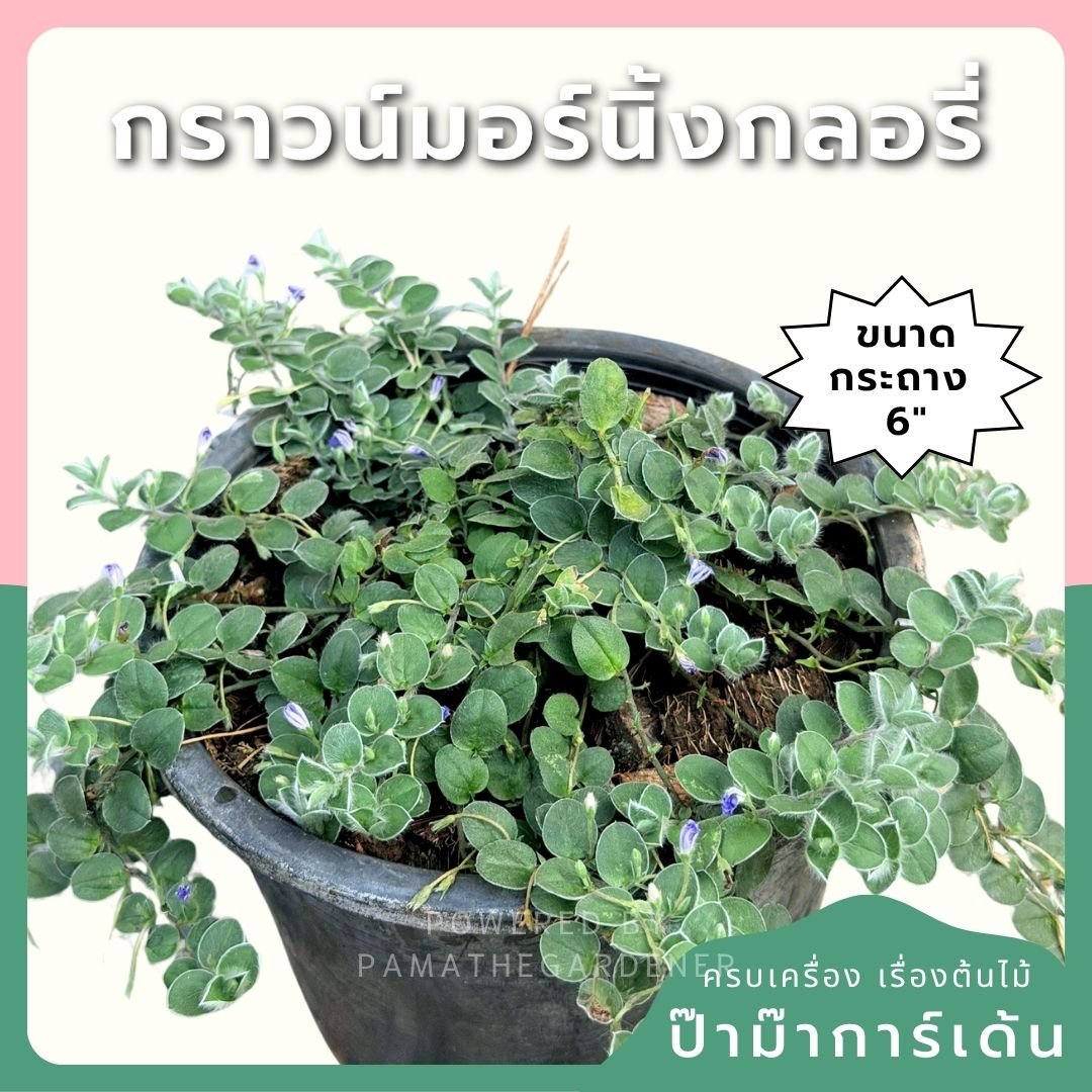 กราวน์มอร์นิ่งกลอรี่ 6 นิ้ว (Ground Morning Glory) - Pamathegardener
