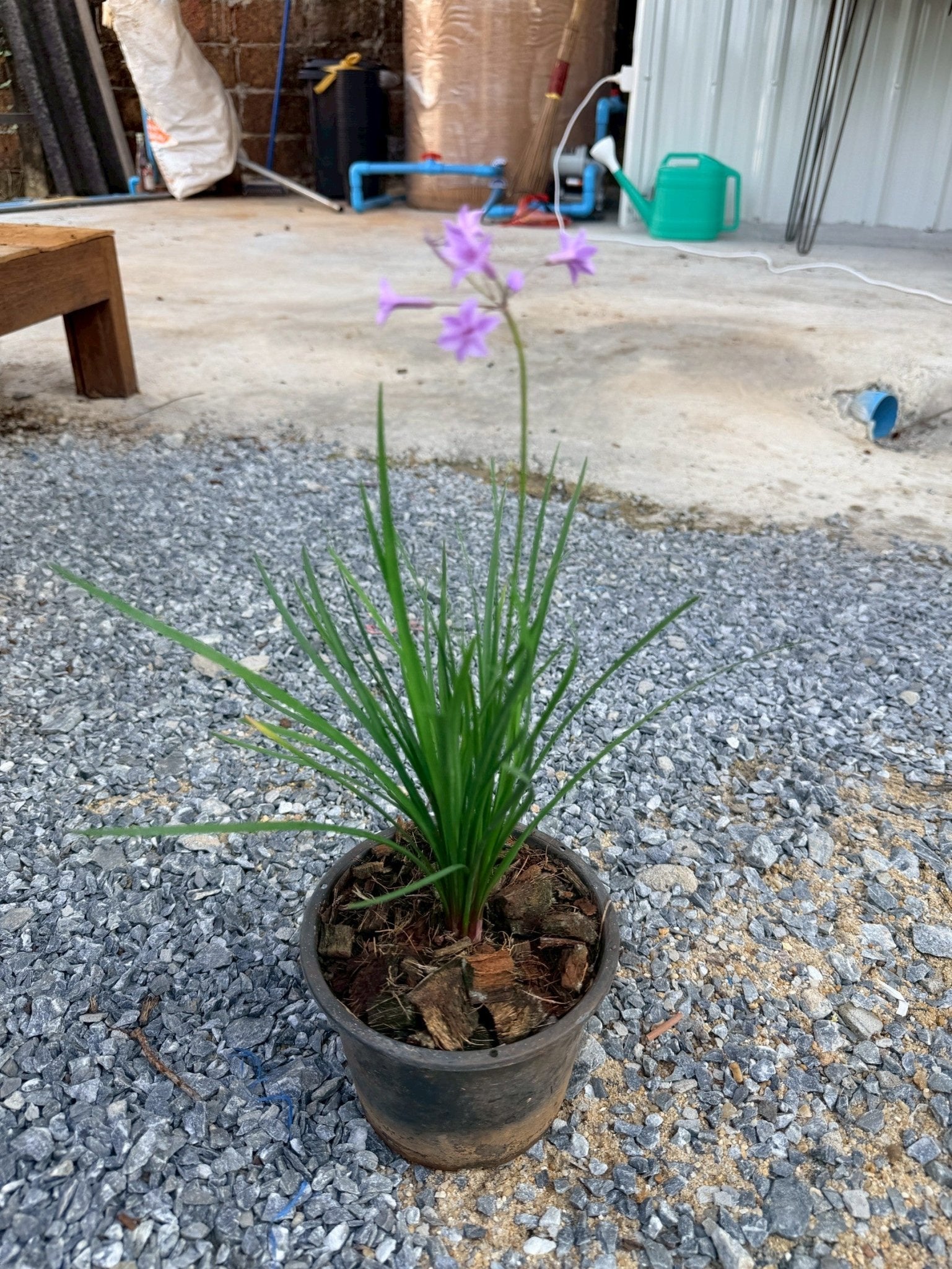 กุยช่ายประดับ 6 นิ้ว (Ornamental Garlic Chives) - Pamathegardener