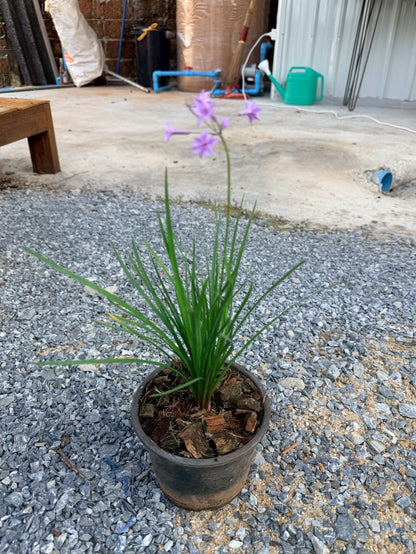กุยช่ายประดับ 6 นิ้ว (Ornamental Garlic Chives) - Pamathegardener