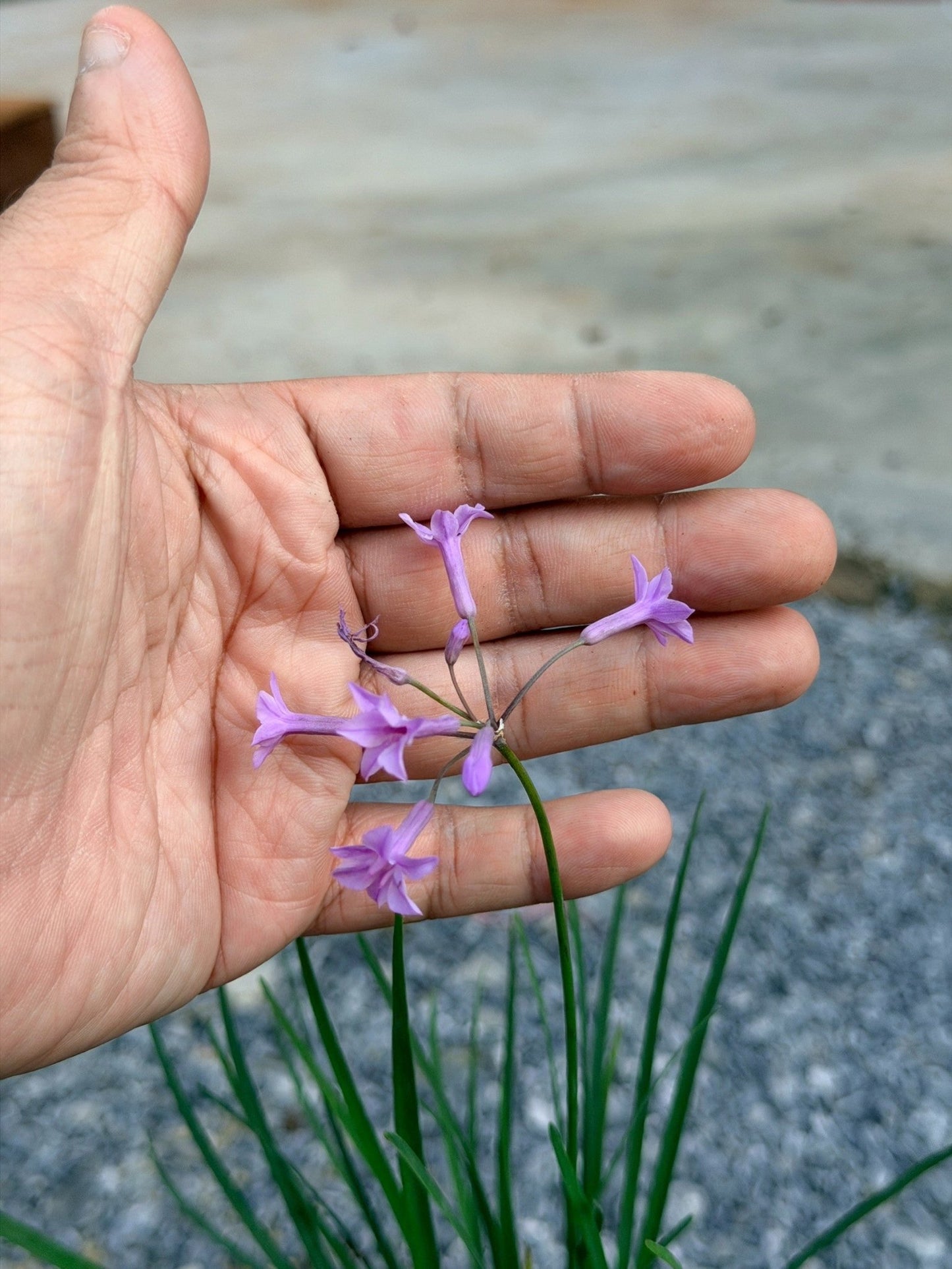 กุยช่ายประดับ 6 นิ้ว (Ornamental Garlic Chives) - Pamathegardener