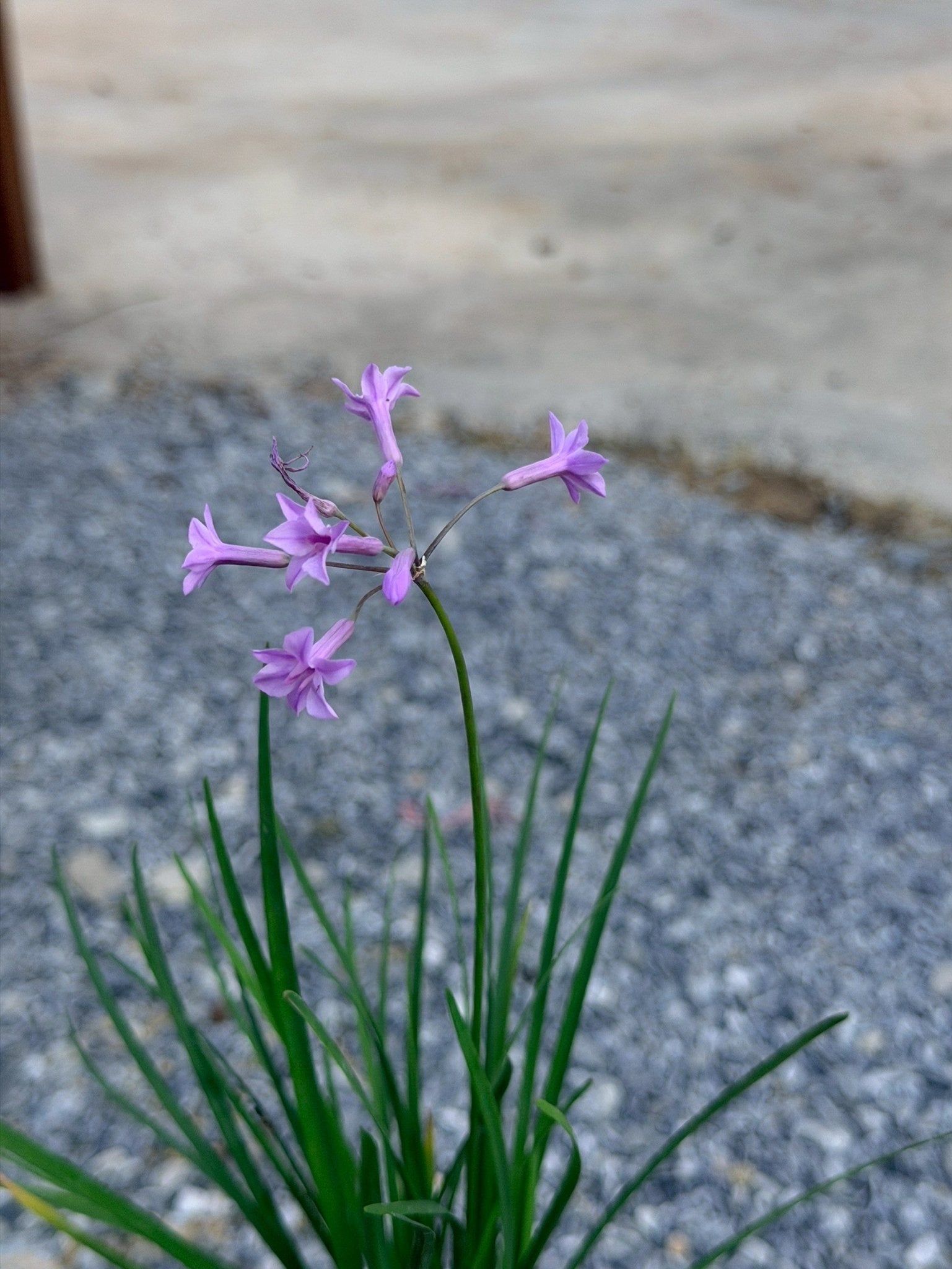 กุยช่ายประดับ 6 นิ้ว (Ornamental Garlic Chives) - Pamathegardener