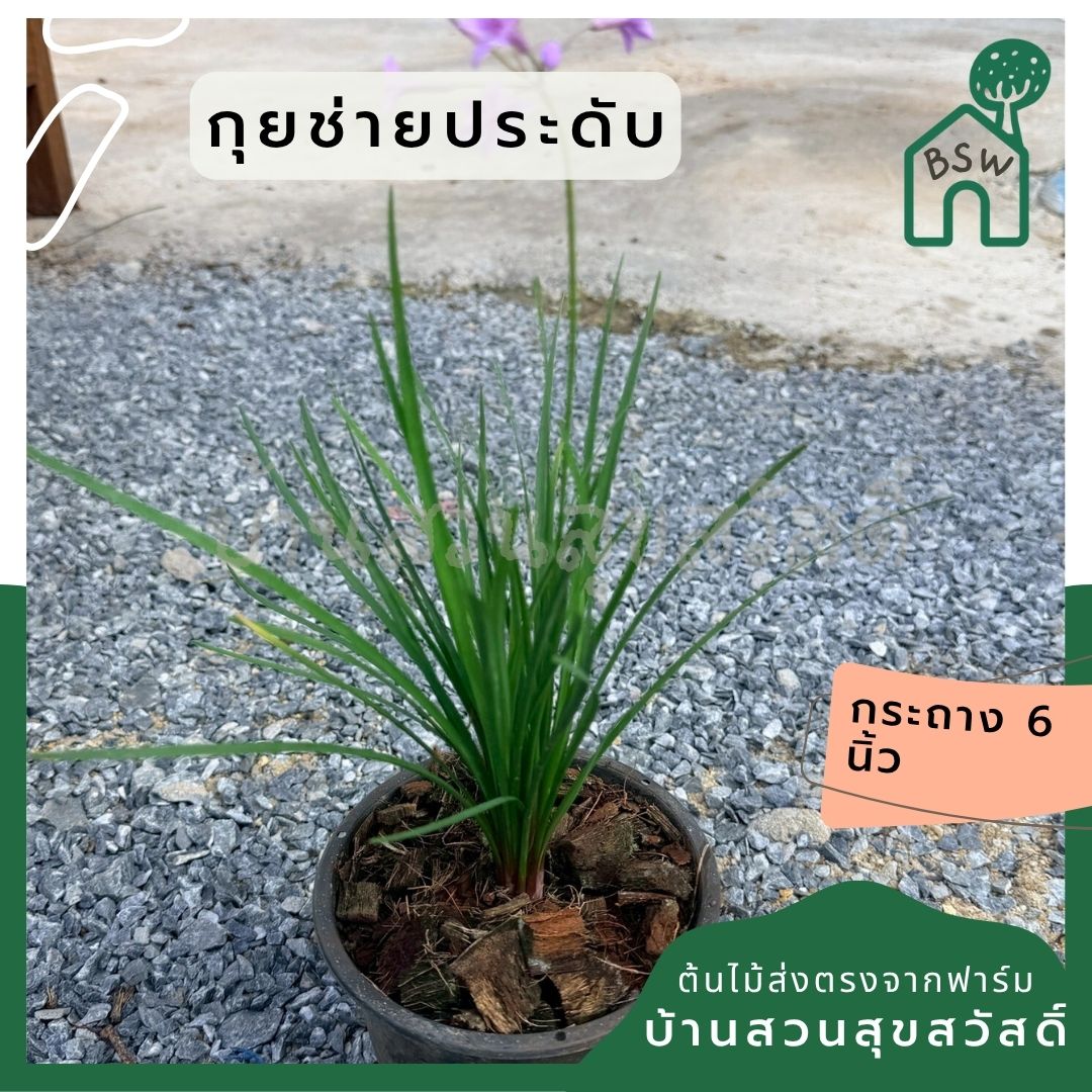กุยช่ายประดับ 6 นิ้ว (Ornamental Garlic Chives) - Pamathegardener