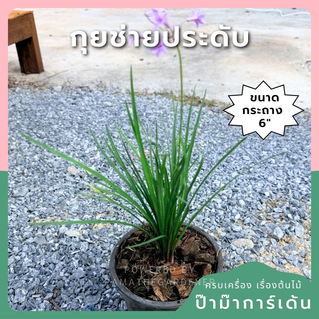 กุยช่ายประดับ 6 นิ้ว (Ornamental Garlic Chives) - Pamathegardener