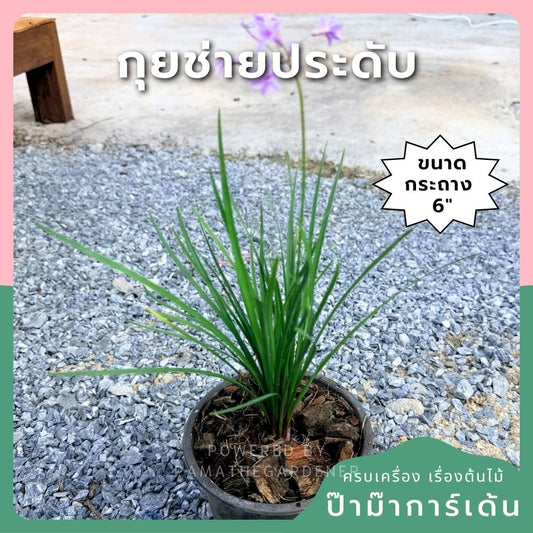 กุยช่ายประดับ 6 นิ้ว (Ornamental Garlic Chives) - Pamathegardener