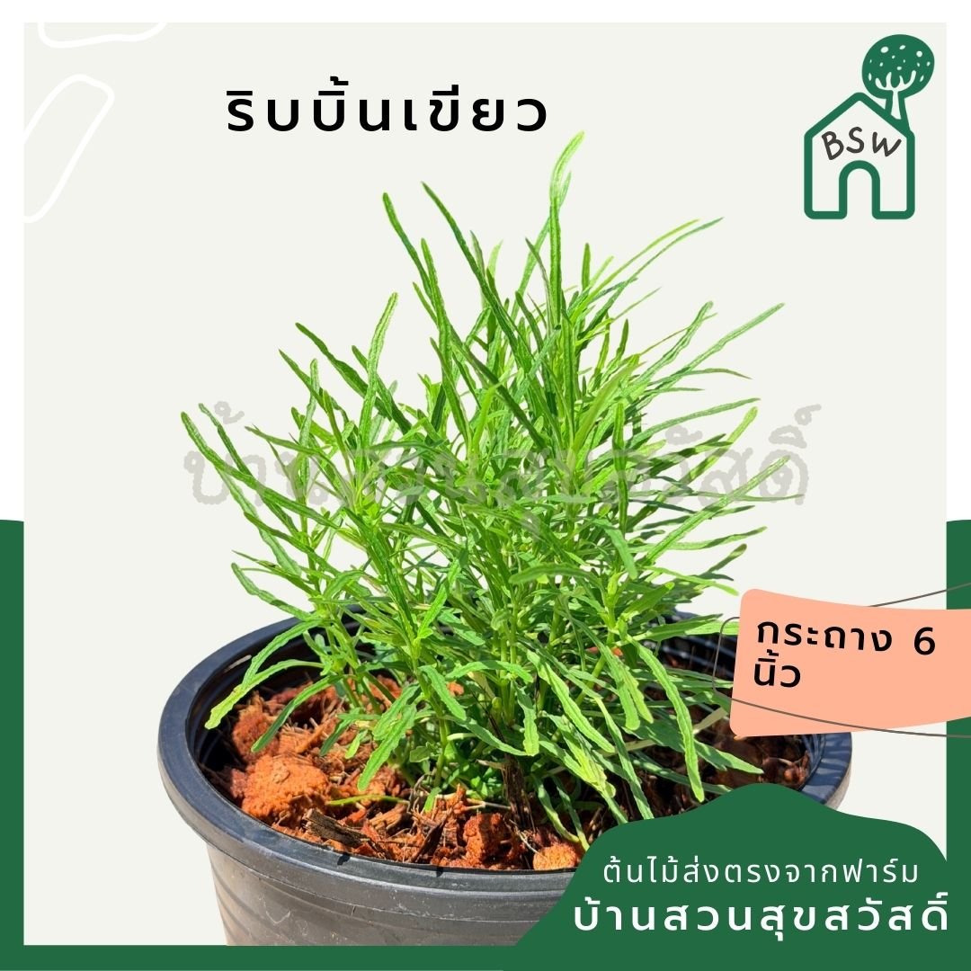 ริบบิ้นเขียว ส่งพร้อมกระถาง 6 นิ้ว - Pamathegardener