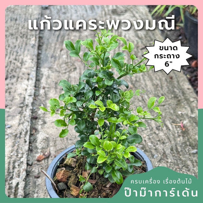 แก้วแคระพวงมณี กระถาง 6 นิ้ว ต้นแก้วแคระพวงมณี เป็นไม้แดด ออกดอกตลอดปี - Pamathegardener