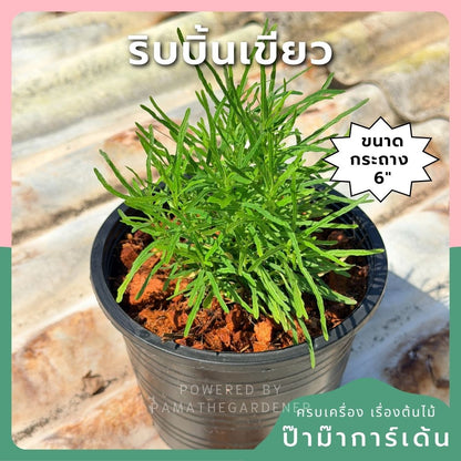 ริบบิ้นเขียว ส่งพร้อมกระถาง 6 นิ้ว - Pamathegardener
