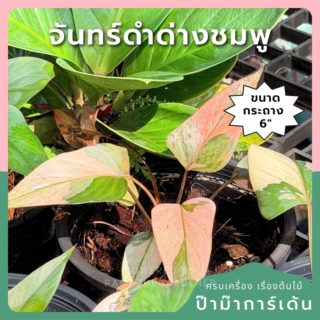 สเน่ห์จันทร์ดำด่างชมพู กระถาง 6 นิ้ว – Pink Variegated Black ZZ Plant - Pamathegardener