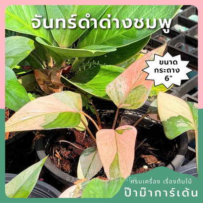 สเน่ห์จันทร์ดำด่างชมพู กระถาง 6 นิ้ว – Pink Variegated Black ZZ Plant - Pamathegardener