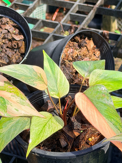 สเน่ห์จันทร์ดำด่างชมพู กระถาง 6 นิ้ว – Pink Variegated Black ZZ Plant - Pamathegardener