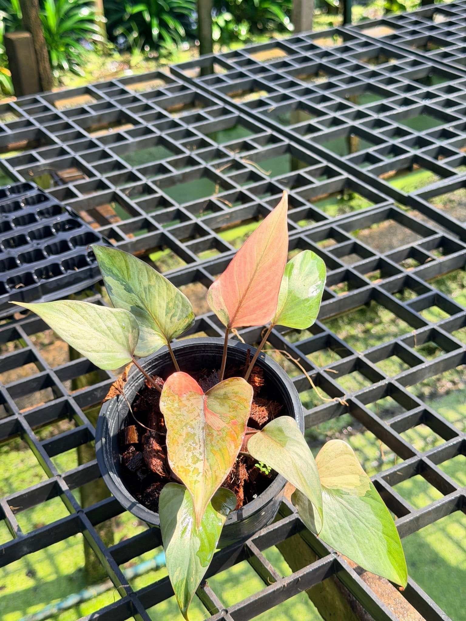 สเน่ห์จันทร์ดำด่างชมพู กระถาง 6 นิ้ว – Pink Variegated Black ZZ Plant - Pamathegardener