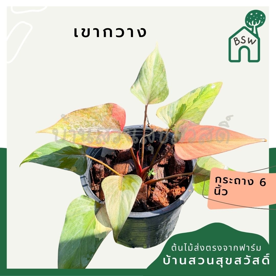 สเน่ห์จันทร์ดำด่างชมพู กระถาง 6 นิ้ว – Pink Variegated Black ZZ Plant - Pamathegardener