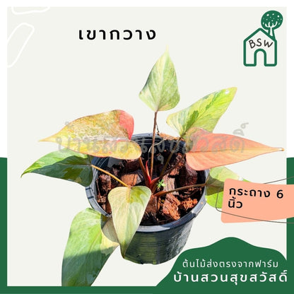 สเน่ห์จันทร์ดำด่างชมพู กระถาง 6 นิ้ว – Pink Variegated Black ZZ Plant - Pamathegardener